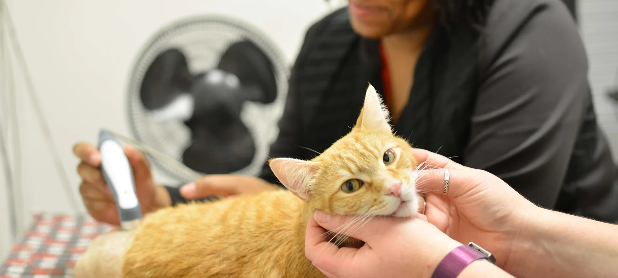 Orange cat receiving ultrasound therapy.